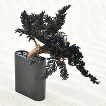 画像をギャラリービューアに読み込む, 【ドライ盆栽/DRY BONSAI®︎】黒一(大)