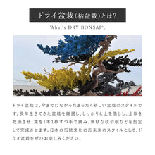 画像をギャラリービューアに読み込む, ドライ盆栽® 赤 模様木 枯れ盆栽