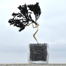画像をギャラリービューアに読み込む, ドライ盆栽®︎ 黒一 松 枯れ盆栽