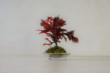 画像をギャラリービューアに読み込む, ドライ盆栽® 赤 模様木 枯れ盆栽