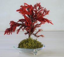 画像をギャラリービューアに読み込む, ドライ盆栽® 赤 模様木 枯れ盆栽