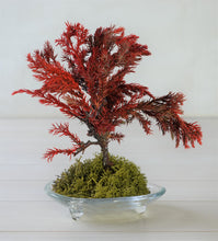 画像をギャラリービューアに読み込む, ドライ盆栽® 赤 模様木 枯れ盆栽