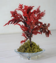 画像をギャラリービューアに読み込む, ドライ盆栽® 赤 模様木 枯れ盆栽