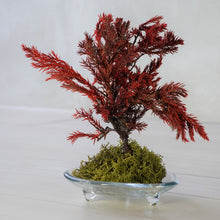 画像をギャラリービューアに読み込む, ドライ盆栽® 赤 模様木 枯れ盆栽