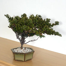 画像をギャラリービューアに読み込む, ドライ盆栽® 緑 鉢入り 枯れ盆栽