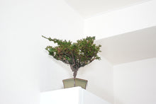 画像をギャラリービューアに読み込む, ドライ盆栽® 緑 鉢入り 枯れ盆栽