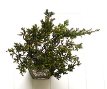 画像をギャラリービューアに読み込む, ドライ盆栽® 緑 鉢入り 枯れ盆栽