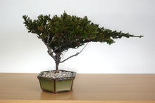 画像をギャラリービューアに読み込む, ドライ盆栽® 緑 鉢入り 枯れ盆栽
