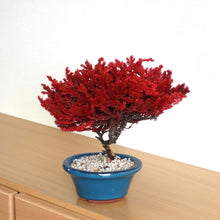 画像をギャラリービューアに読み込む, ドライ盆栽® 紅 鉢入り