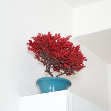 画像をギャラリービューアに読み込む, ドライ盆栽® 紅 鉢入り