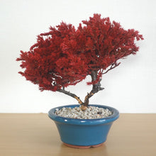 画像をギャラリービューアに読み込む, ドライ盆栽® 紅 鉢入り