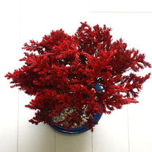 画像をギャラリービューアに読み込む, ドライ盆栽® 紅 鉢入り