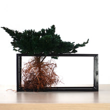 画像をギャラリービューアに読み込む, ドライ盆栽® グリーン フレーム飾り 枯れ盆栽