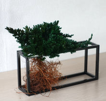 画像をギャラリービューアに読み込む, ドライ盆栽® グリーン フレーム飾り 枯れ盆栽