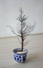 画像をギャラリービューアに読み込む, ドライ盆栽® シルバー 鉢入り 枯れ盆栽
