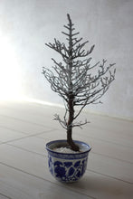 画像をギャラリービューアに読み込む, ドライ盆栽® シルバー 鉢入り 枯れ盆栽