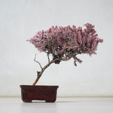 画像をギャラリービューアに読み込む, ドライ盆栽® 桜色 鉢入り