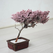 画像をギャラリービューアに読み込む, ドライ盆栽® 桜色 鉢入り