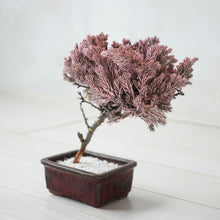 画像をギャラリービューアに読み込む, ドライ盆栽® 桜色 鉢入り