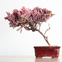 画像をギャラリービューアに読み込む, ドライ盆栽® 桜色 鉢入り