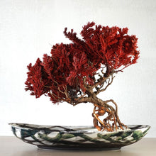 画像をギャラリービューアに読み込む, 【一点物】ドライ盆栽® 紅 根上り 有田焼鉢