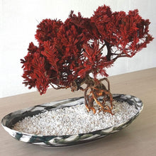 画像をギャラリービューアに読み込む, 【一点物】ドライ盆栽® 紅 根上り 有田焼鉢