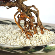 画像をギャラリービューアに読み込む, 【一点物】ドライ盆栽® 紅 根上り 有田焼鉢