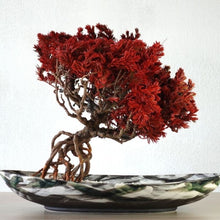 画像をギャラリービューアに読み込む, 【一点物】ドライ盆栽® 紅 根上り 有田焼鉢
