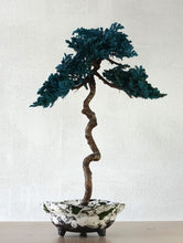 画像をギャラリービューアに読み込む, 【一点物】ドライ盆栽® 孔雀 有田焼鉢