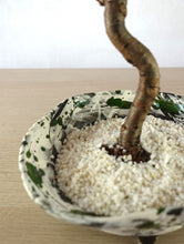 画像をギャラリービューアに読み込む, 【一点物】ドライ盆栽® 孔雀 有田焼鉢