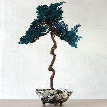 画像をギャラリービューアに読み込む, 【一点物】ドライ盆栽® 孔雀 有田焼鉢