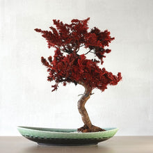 画像をギャラリービューアに読み込む, 【一点物】ドライ盆栽® 桜 紅 有田焼鉢