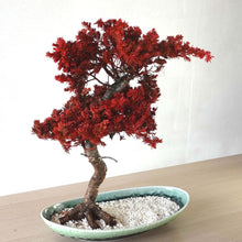 画像をギャラリービューアに読み込む, 【一点物】ドライ盆栽® 桜 紅 有田焼鉢