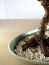 画像をギャラリービューアに読み込む, 【一点物】ドライ盆栽® 桜 紅 有田焼鉢