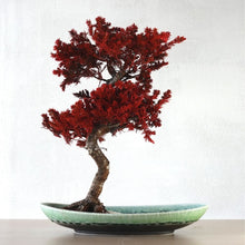 画像をギャラリービューアに読み込む, 【一点物】ドライ盆栽® 桜 紅 有田焼鉢