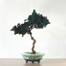 画像をギャラリービューアに読み込む, 【一点物】ドライ盆栽® 緑 有田焼鉢