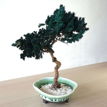 画像をギャラリービューアに読み込む, 【一点物】ドライ盆栽® 緑 有田焼鉢