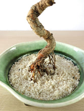 画像をギャラリービューアに読み込む, 【一点物】ドライ盆栽® 緑 有田焼鉢
