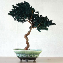 画像をギャラリービューアに読み込む, 【一点物】ドライ盆栽® 緑 有田焼鉢