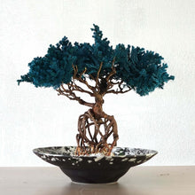 画像をギャラリービューアに読み込む, 【一点物】ドライ盆栽® 孔雀 根上り 有田焼鉢