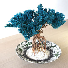 画像をギャラリービューアに読み込む, 【一点物】ドライ盆栽® 孔雀 根上り 有田焼鉢