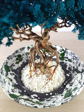 画像をギャラリービューアに読み込む, 【一点物】ドライ盆栽® 孔雀 根上り 有田焼鉢