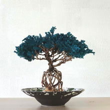 画像をギャラリービューアに読み込む, 【一点物】ドライ盆栽® 孔雀 根上り 有田焼鉢
