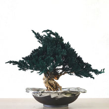 画像をギャラリービューアに読み込む, 【一点物】ドライ盆栽® 緑 富士 有田焼鉢