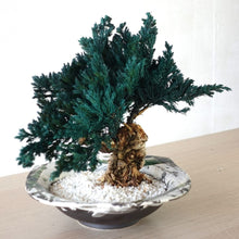 画像をギャラリービューアに読み込む, 【一点物】ドライ盆栽® 緑 富士 有田焼鉢