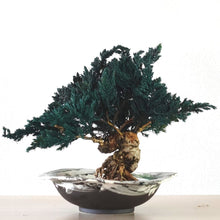 画像をギャラリービューアに読み込む, 【一点物】ドライ盆栽® 緑 富士 有田焼鉢