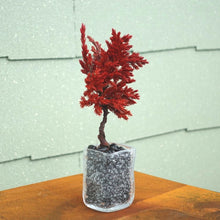 画像をギャラリービューアに読み込む, ドライ盆栽®ミニミニキット 赤
