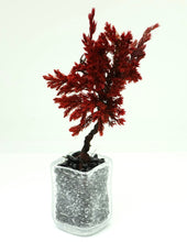 画像をギャラリービューアに読み込む, ドライ盆栽®ミニミニキット 赤