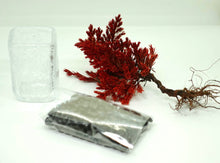 画像をギャラリービューアに読み込む, ドライ盆栽®ミニミニキット 赤