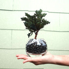 画像をギャラリービューアに読み込む, ドライ盆栽®ミニミニキット 緑